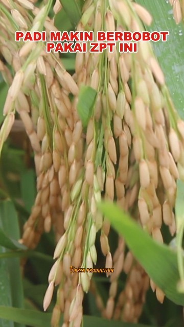 BOBOT PADI NAIK 4X LIPAT PAKAI ZPT INI