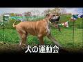 里親さんを集めて犬の運動会2026