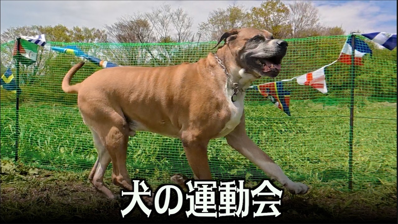 里親さんを集めて犬の運動会2026