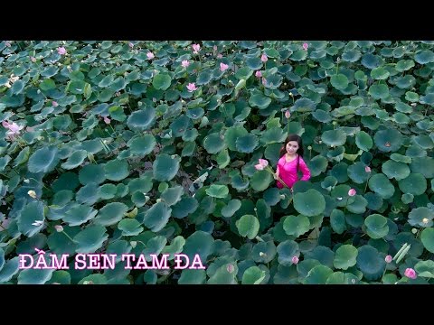 Video Đầm Sen Tam Đa Quận 9 flycam hồ sen địa điểm chụp hình... - youtube