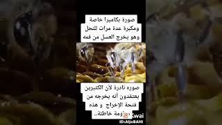 شوف النحل وهو يخرج العسل من فمه  سبحان الله الخالق سبحانك ماأعضم شأنك