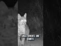 The Bobcat EATS ANYTHING 🐇 Animal Fact Files #facts #animals #wildlife