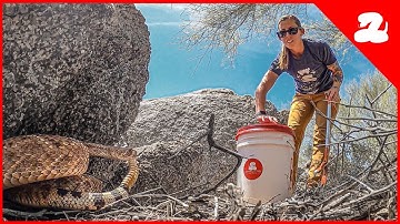 The Weirdest Job in Phoenix?? Catching Rattlesnakes For a Living!