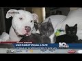 Elle prend une photo de son pit bull endormi... mais regardez son ventre de plus près!