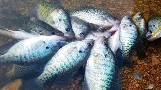 SPRING CRAPPIE FISHING | DOCK SHOOTING | Lake of the Ozarks