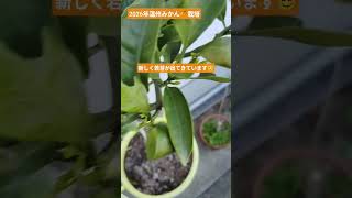 新しく…温州みかん🍊栽培 #shortsfeed #ショートフィード #家庭菜園ライフ #温州みかん