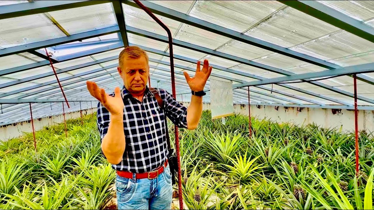 Олег Зубков привез нас на ТЕПЛИЦЫ с АНАНАСАМИ и рассказывает тонкости их выращивания,ГОРЯЧИЕ АНАНАСЫ