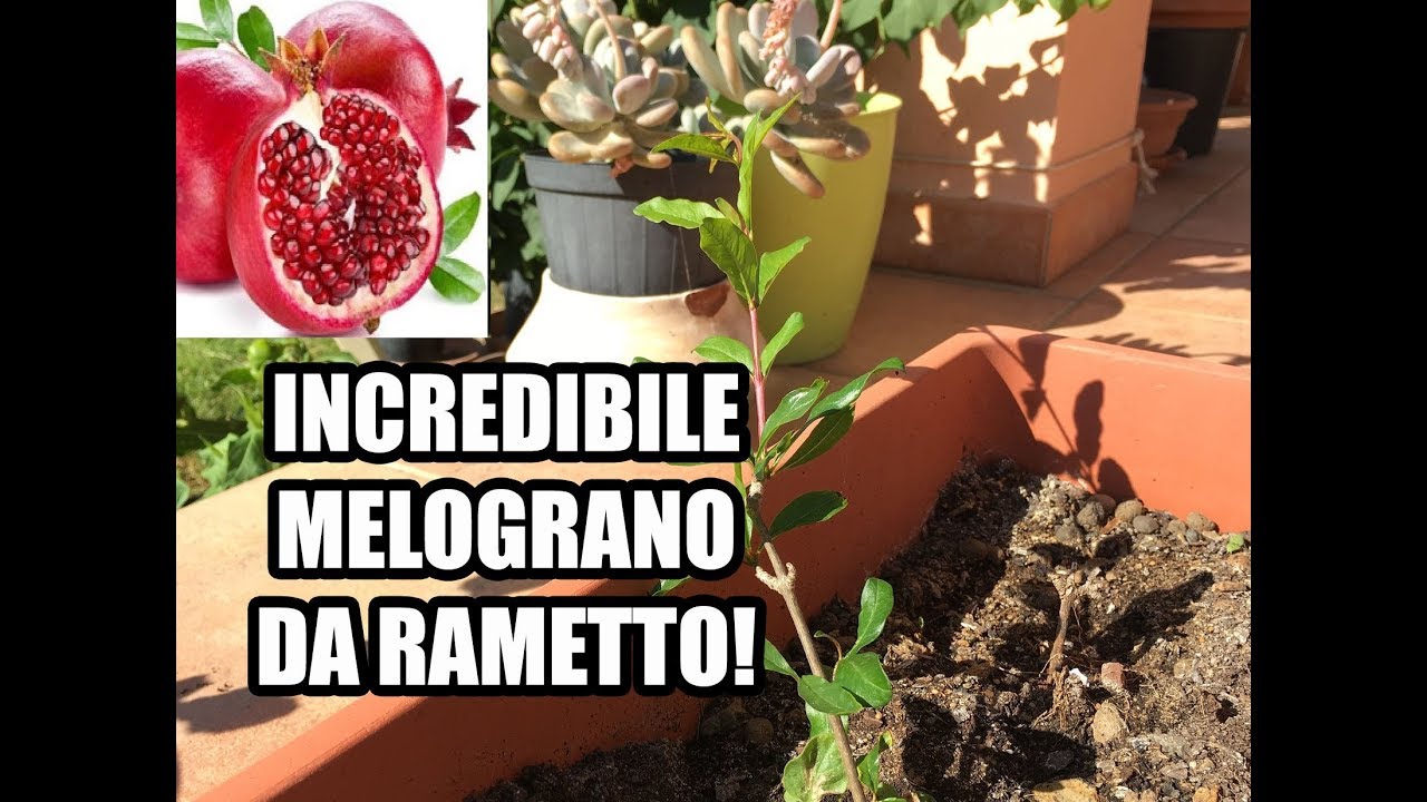 Riproduzione Talea di Melograno 3 Mesi Dopo - YouTube