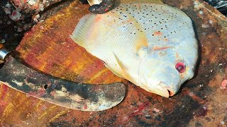Sickle Fish Slice Cutting Skills | Fresh Fish | CT 360*🔪 - YouTube
