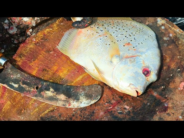 Sickle Fish Slice Cutting Skills | Fresh Fish | CT 360*🔪 - YouTube
