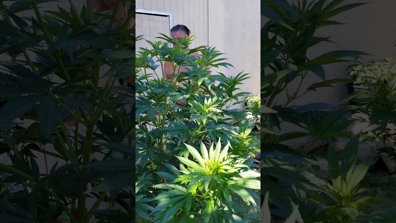 Cooperative legal gardening by the Hog Farm(2)