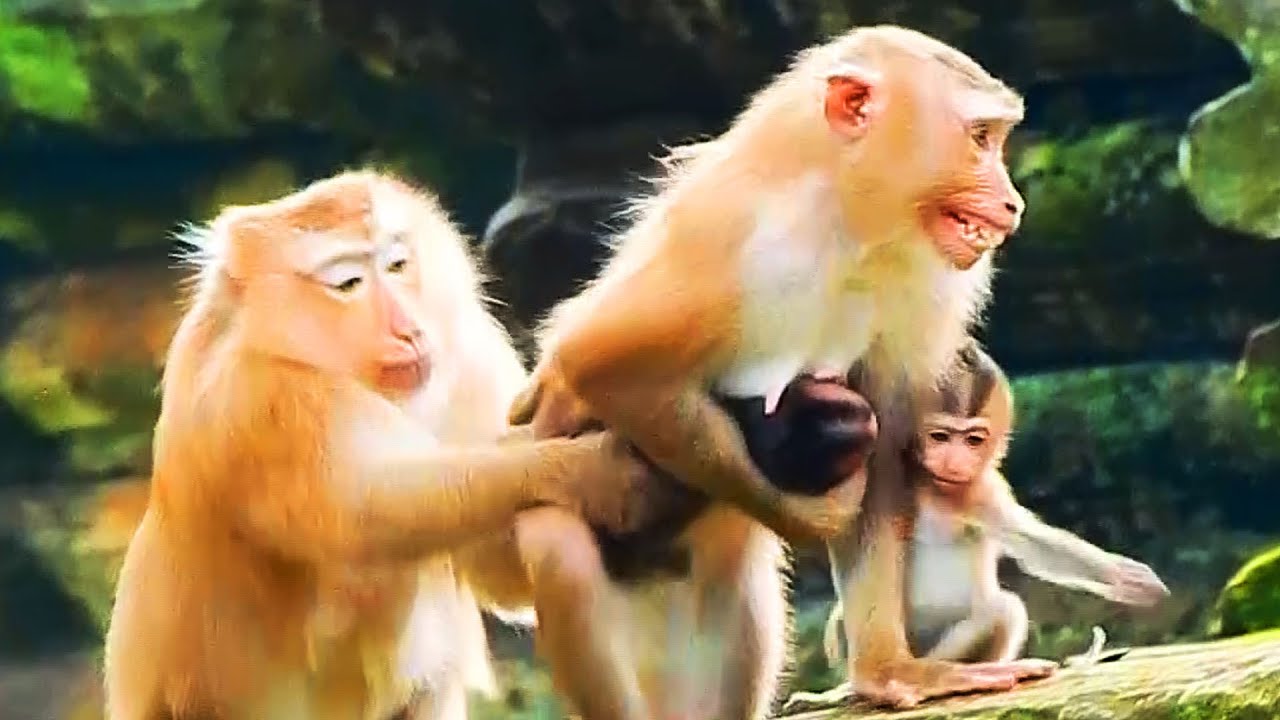 Congratulations! Libby Mom Takes Over Brady Baby Back From Rose Monkey Successfully