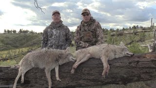 13 COYOTES DOWN!!! | EPIC DAY! by OutDoors 406 2,789 views 2 years ago 11 minutes, 20 seconds