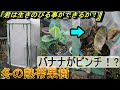 冬の熱帯果樹！バナナがピンチ！アボカド、ジャボチカバ等（温室結露）【22年1月】