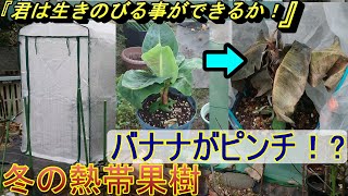 冬の熱帯果樹！バナナがピンチ！アボカド、ジャボチカバ等（温室結露）【22年1月】