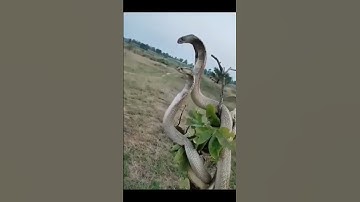 #shorts #nagin #nagindance #snake #saanp
