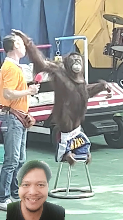 Orang Hutan Lucu #funny #orangutan #prank #lucu #funnyvideo #shortvideo #monkey #ngakak