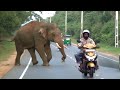 wild tusker chasing a vehicle at the Habarana road.