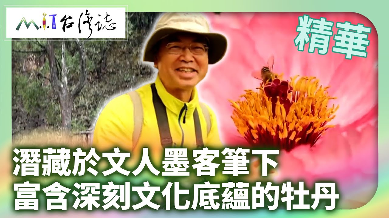 潛藏於文人墨客筆下 富含深刻文化底蘊的牡丹｜南投縣竹山鎮 麥覺明【@ctvmit870集】