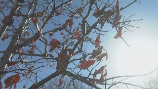 'Winter Blues': Helpful tips for dealing with seasonal affective disorder