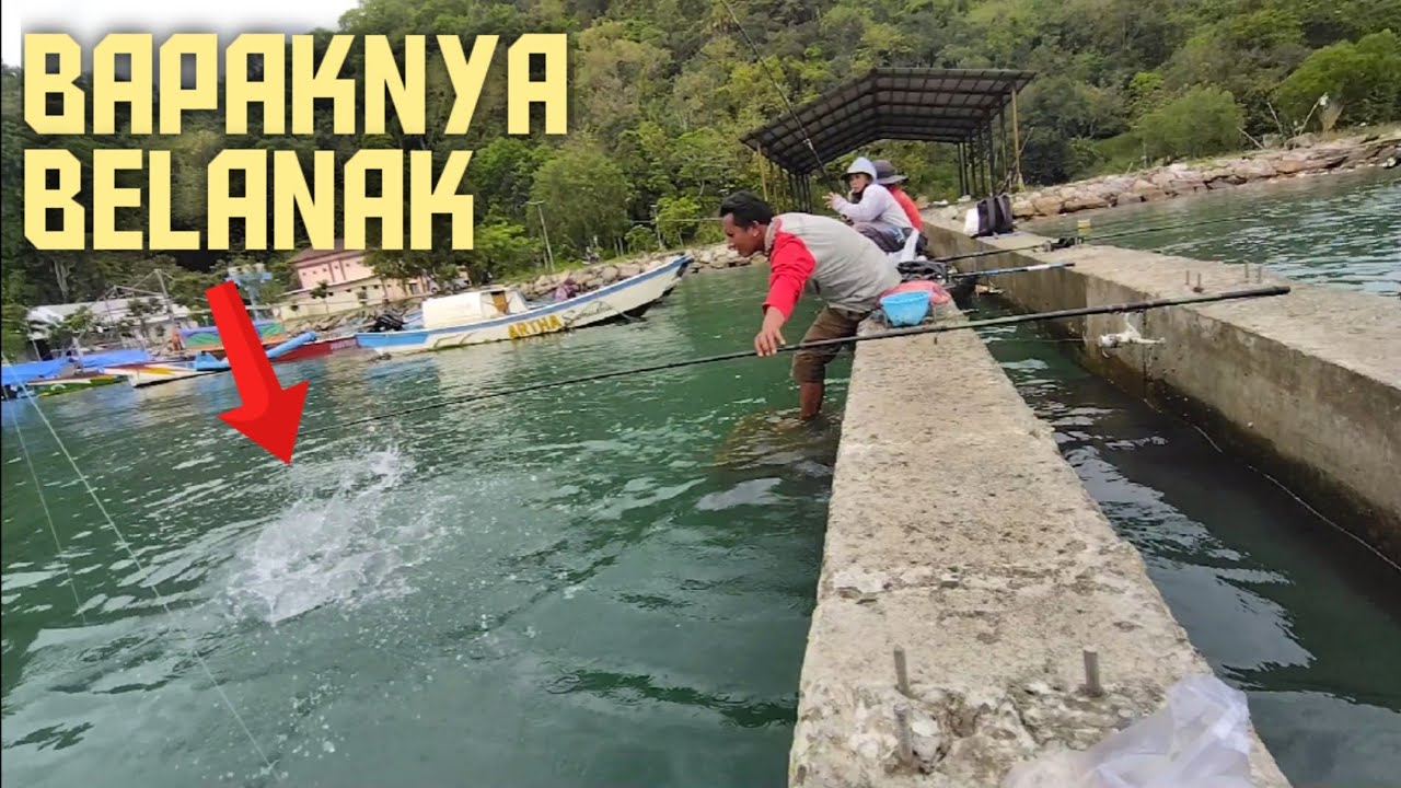 Cukup pakai sehelai udang rebon bisa menaikkan Babon belanak‼️