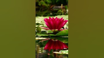 Enjoy the Silence [4K] - Episode 2 - p24 🌿 Relaxing Music for Meditation and Sleep #relaxingmusic