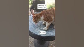 #كل_لما_تضيق_فيك_أسمع_الآية_الكريمة#فإن_مع_العسر_يسرا#راحة_القلوب_بذكر_الله#قرآن_يطمئن_#song