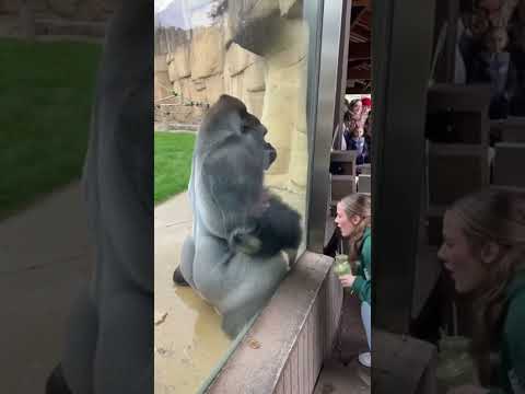 Woman Tease Gorilla Sound Effect Soundeffect 