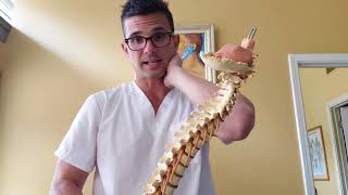 A bit about the Spine and the Nervous system