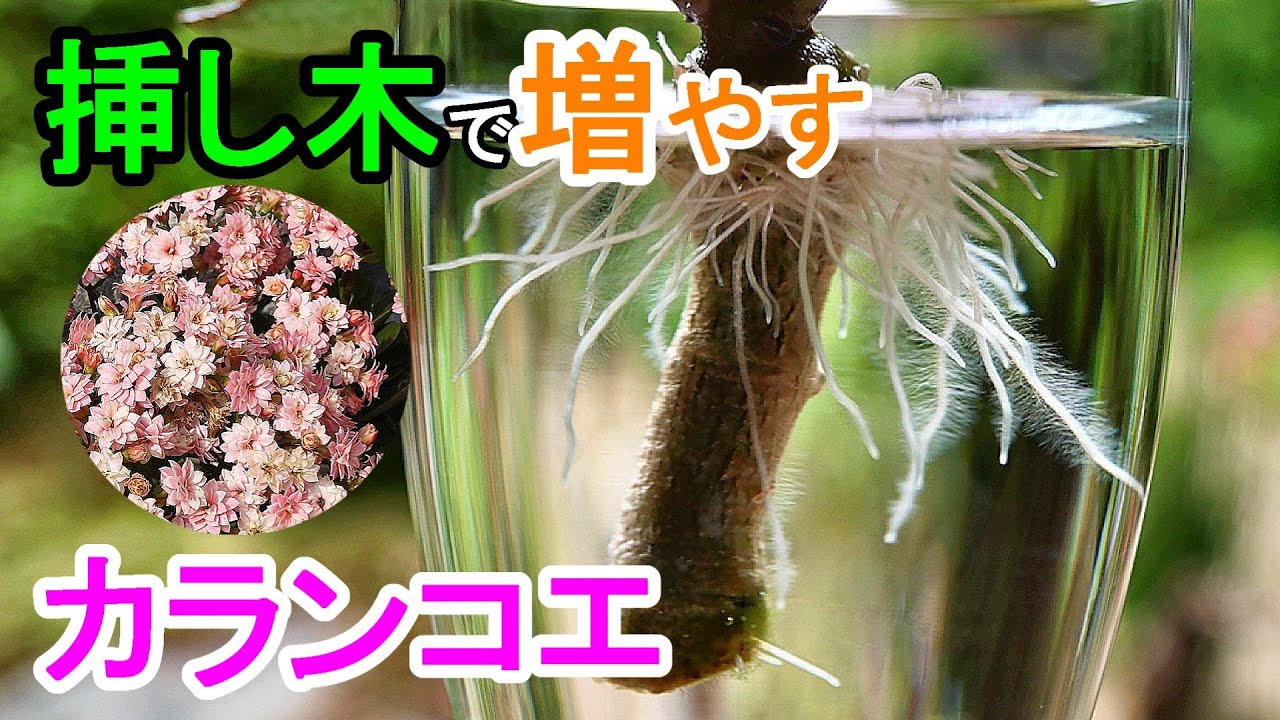 無料ダウンロードカランコエ 切り戻し 時期 すべての美しい花の画像