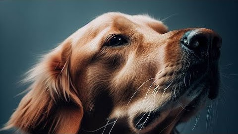 The Canine Olfactory System: How Dogs