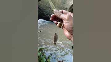 Ternyata di dekat curug sarang nya ikan wader.. #fishing #mancingwader #shorts #mancing