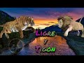 Ligre y Tigon / Felinos Híbridos