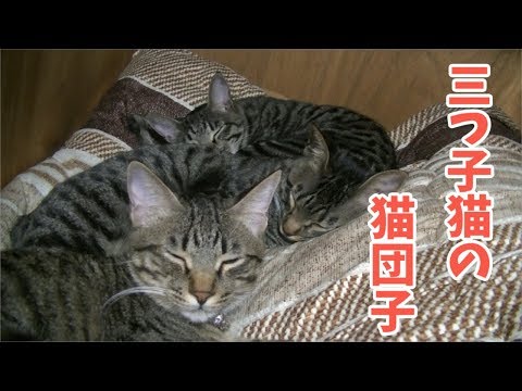 【寒い日は三つ子と猫団子】押し入れの中で猫団子で寝る猫たち【松五郎・竹丸・梅子・シヴァ】Cat gathers and goes to bed