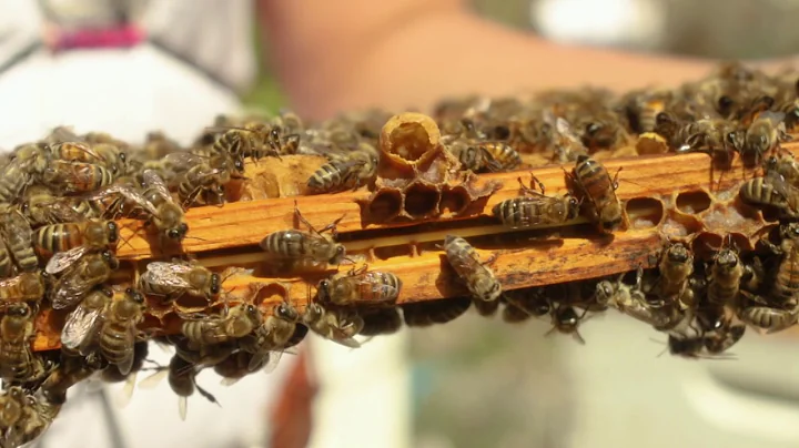 LearnAbout HoneyBees and Inspect a Colony with Pro...