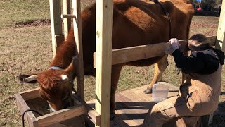 Building a Cow Milk Stanchion by Highway Homestead 5,775 views 2 years ago 6 minutes, 48 seconds
