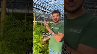 2 Érables du Japon au port retombant : effet japonisant garanti