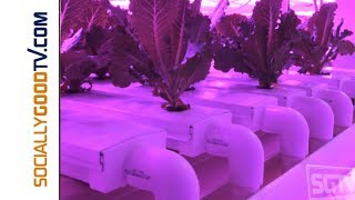 Vigeo Gardens: Vertical Hydroponics in Akron