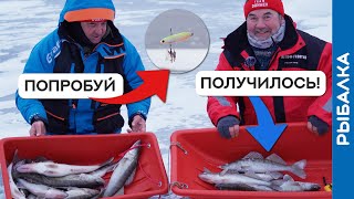 видео: Первый раз на СУДАКА - узнал СЕКРЕТЫ рыбалки на Волге! картинка: Первый раз на СУДАКА - узнал СЕКРЕТЫ рыбалки на Волге!