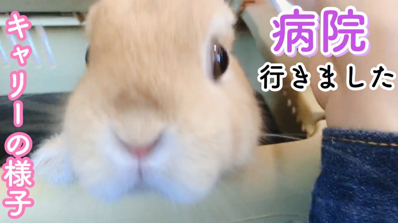 健康診断 爪切りで病院へ キャリーで良い子なうさぎ Youtube