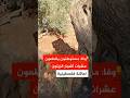 Wafa Settlers Cut Down Dozens Of Fruit Bearing Olive Trees Belonging To The Shtayyeh Family In T 