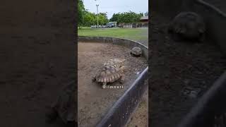 Ўзимни ва сизларни ҳасаддан қайтараман. Абдуллоҳ домла #abdullohdomla #shorts