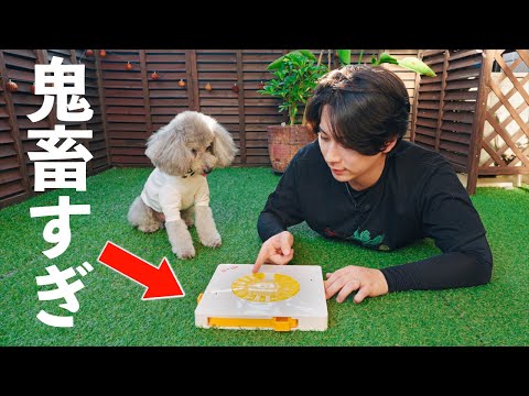 🐶 I had my dog ​​try out this incredibly difficult educational