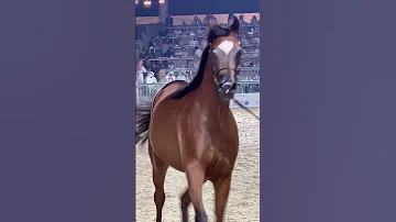 حفل افتتاح بطولة العالم لجمال الخيل العربية الأصيلة 