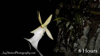 POLLINATED GHOST TIMELAPSE