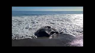morning walk bell block taranaki