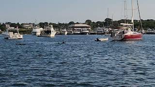 Dolphins in New Harbor
