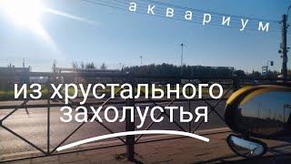 картинка: (аквариум) из хрустального захолустья