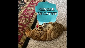 Bengal cat reacts to catnip!