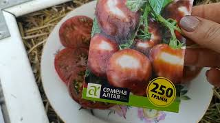 томат 🍅от семена Алтая, шоколадный, и как завязал и вкус.